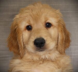 Petland Iowa City, Iowa Golden Retriever puppy available