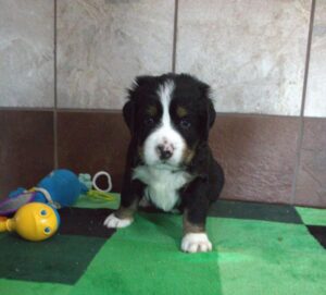 Petland Iowa City, Iowa Bernese Mountain Dog puppy available