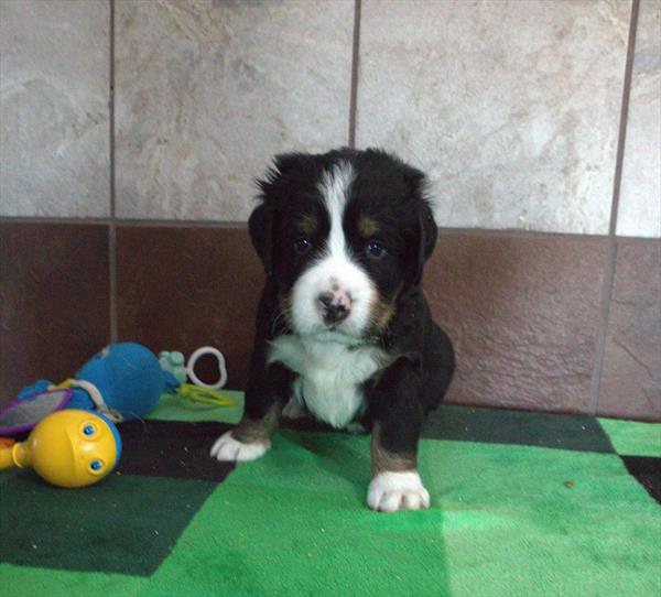 [#26525-05] Havoc - Black M Bernese Mountain Dog Puppies For Sale