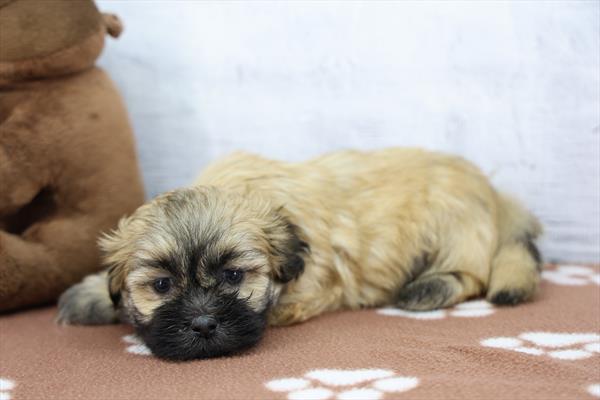 [#26527-05] Zorro - Brindle M Lhasa Apso Puppies For Sale