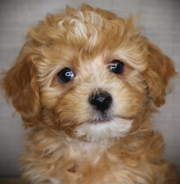 [#269-01] Bane - Apricot M Havapoo Puppies For Sale