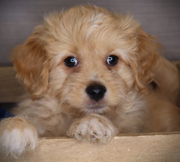 [#269-04] Tiberius - Buff M Havapoo Puppies For Sale