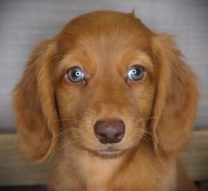 Petland Iowa City, Iowa Dachshund puppy available