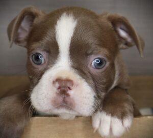 Petland Iowa City, Iowa Boston Terrier puppy available