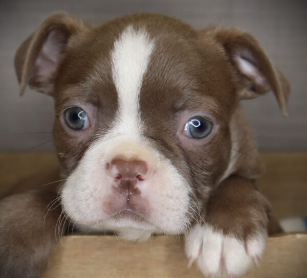 [#26613-01]  - Seal / White M Boston Terrier Puppies For Sale