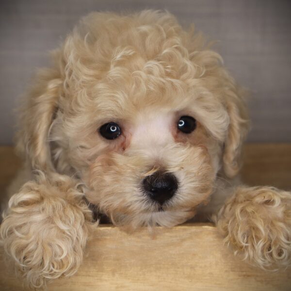 [#26604-02]  - Apricot M Bichapoo Puppies For Sale