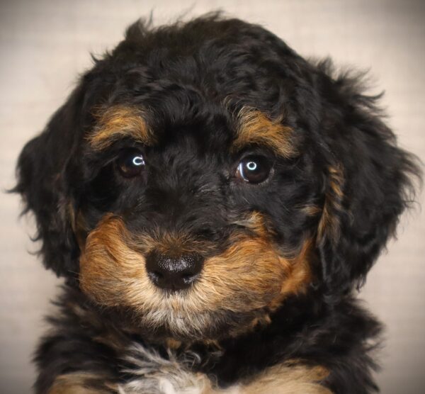 [#26517-05]  - Black / Tan F Poodle Puppies For Sale