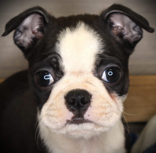 [#26533-07]  - Black / White F Boston Terrier Puppies For Sale