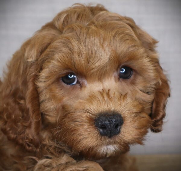 [#26520-02]  - Apricot M Cock A Poo 2nd Gen Puppies For Sale