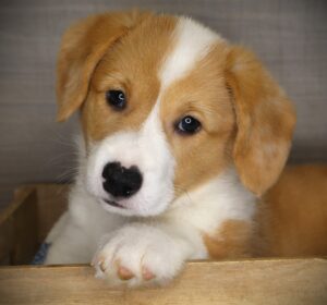 Petland Iowa City, Iowa Pembroke Welsh Corgi puppy available