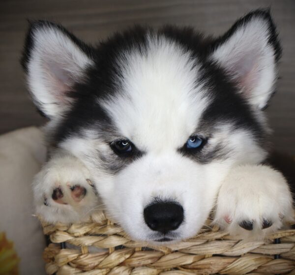 [#26557-05]  - Black / White F Siberian Husky Puppies For Sale