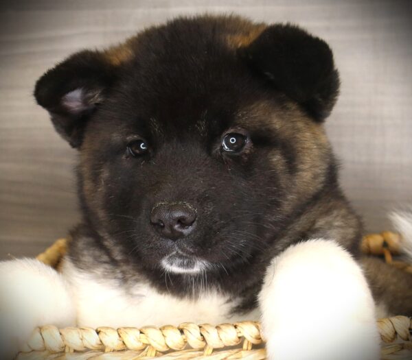 [#26555-04]  - Black / White F Akita Puppies For Sale