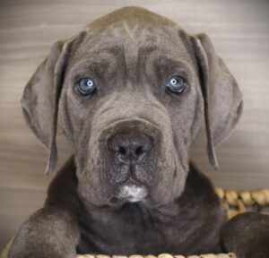 Petland Iowa City, Iowa Cane Corso puppy available