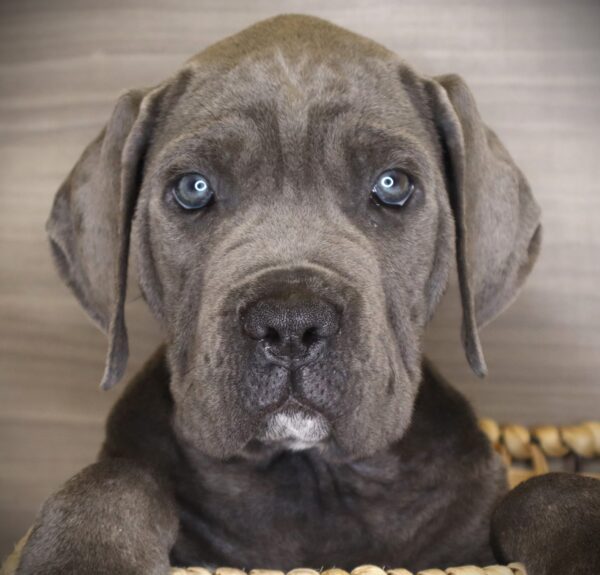 [#26650-07]  - Blue M Cane Corso Puppies For Sale