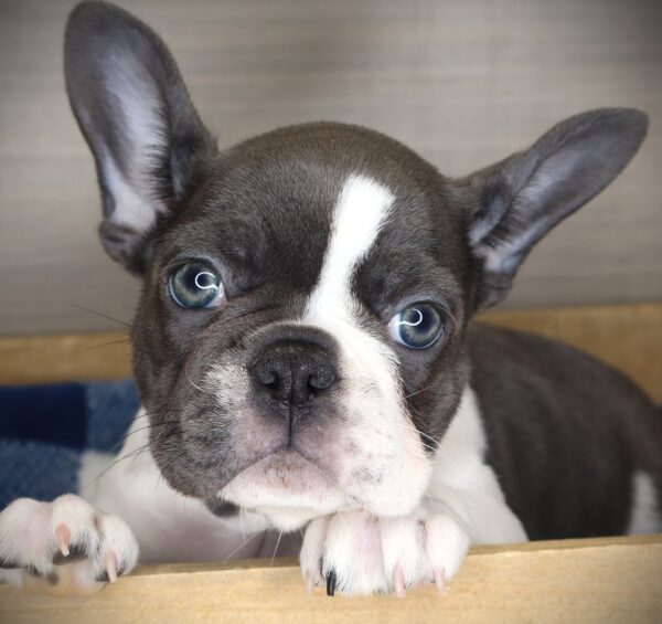 [#26610-01] Xyla - Blue F French Bulldog Puppies For Sale