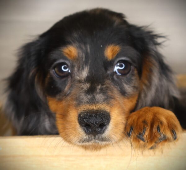 [#26782-02] Cowboy - Blue Dapple M Dachshund Puppies For Sale