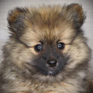 Petland Iowa City, Iowa Pomeranian puppy available