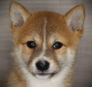 Petland Iowa City, Iowa Shiba Inu puppy available