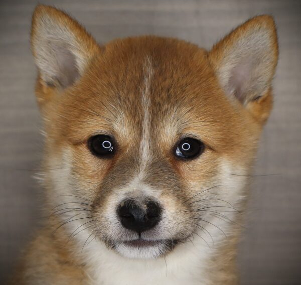 [#26669-03] Nola - Red F Shiba Inu Puppies For Sale