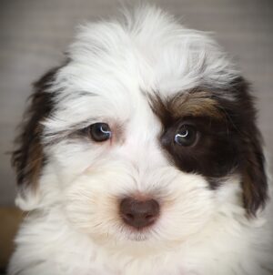 Petland Iowa City, Iowa Schnoodle puppy available