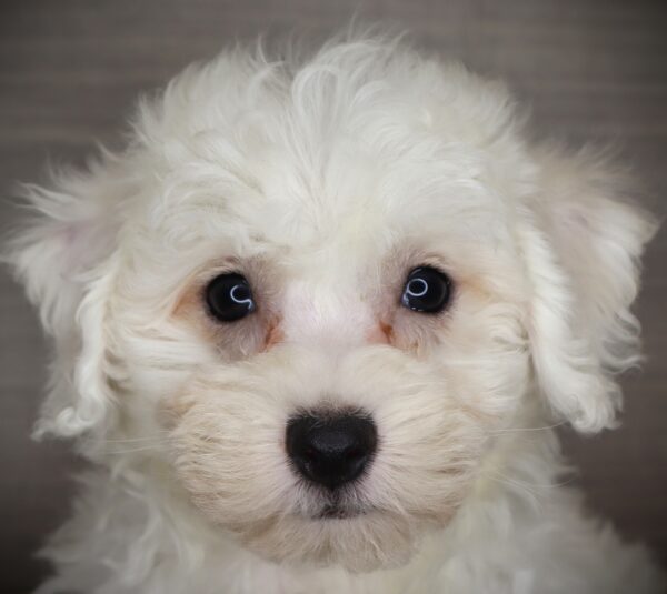 [#26603-02] Buckshot - White M Bichon Frise Puppies For Sale