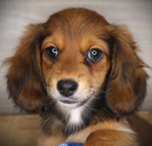 Petland Iowa City, Iowa Dachshund puppy available