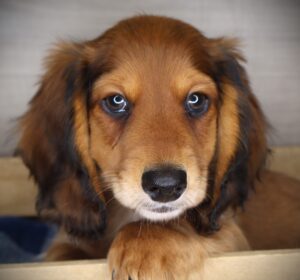 Petland Iowa City, Iowa Dachshund puppy available