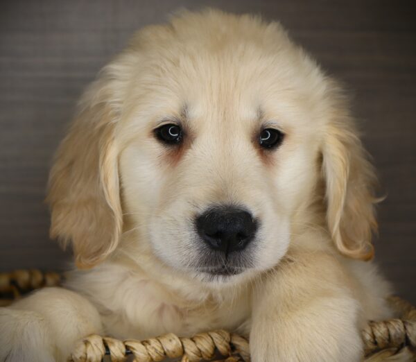 [#26834-03] Ringo - Light Golden M Golden Retriever Puppies For Sale