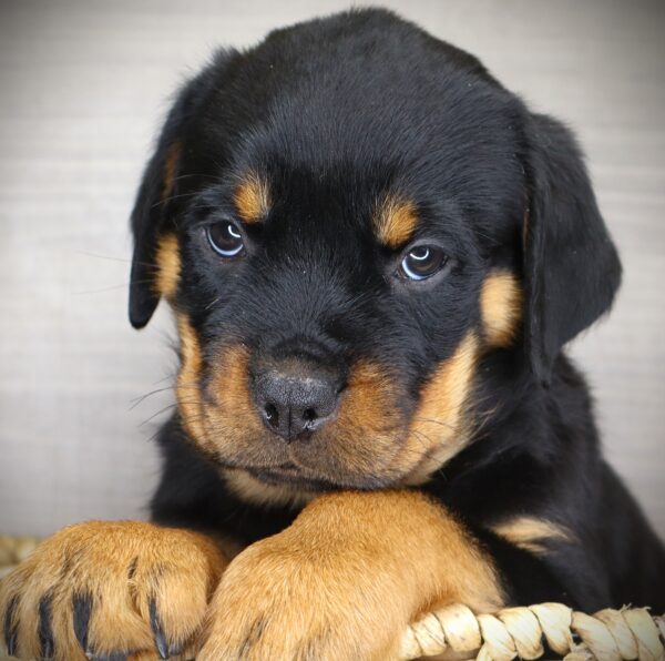 [#26586-11] Kira - Black / Tan F Rottweiler Puppies For Sale