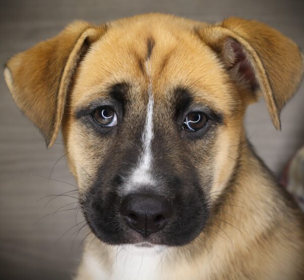 [#26631-04] Queenie - Brown / Gray F Boxer/Siberian Husky Puppies For Sale