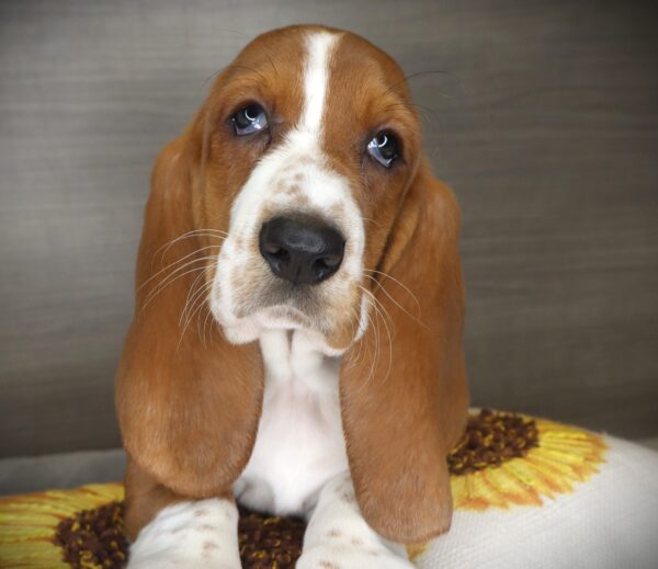[#26738-06] Dally Pawdon - Red / White F Basset Hound Puppies For Sale
