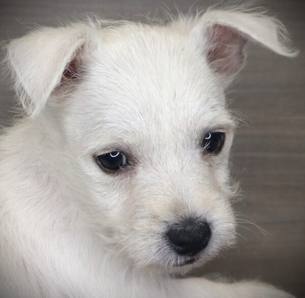 [#26766-04] Wagatha - White F West Highland White Terrier Puppies For Sale