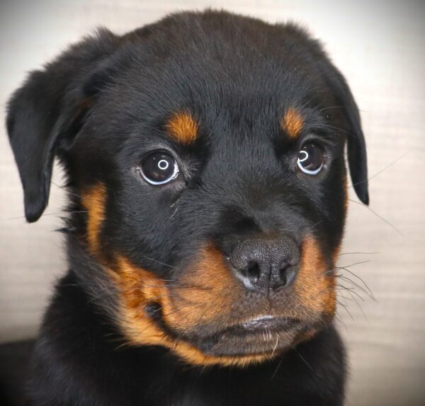 [#26683-05] Oprah WInfur - Black / Tan F Rottweiler Puppies For Sale