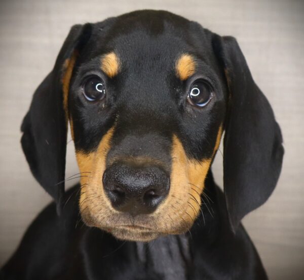 [#26682-03] Ryan Pawsling - Black M Doberman Pinscher Puppies For Sale