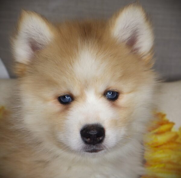 [#26636-02] Bark Twain - Red Merle M Pomsky 2nd Gen Puppies For Sale