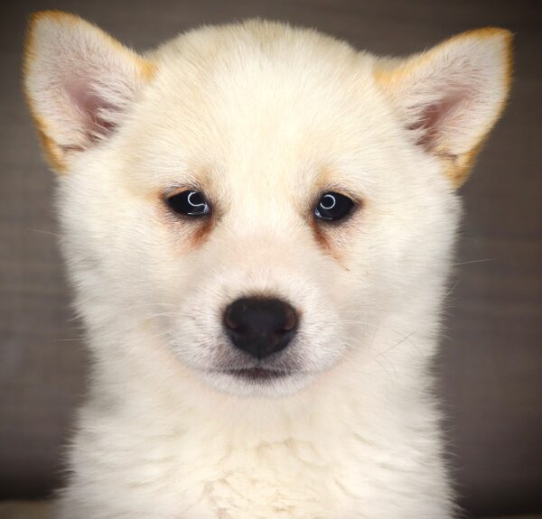 [#26744-04] Lady Paw Paw - Cream F Shiba Inu Puppies For Sale