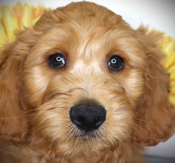 [#26790-02] Pawlina - Red M Goldendoodle Puppies For Sale