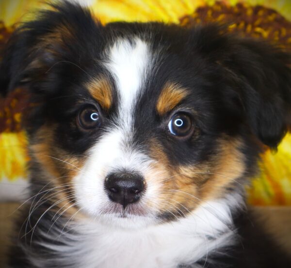 [#26646-03] Hairy Pawter - Black M Aussiedoodle Mini Puppies For Sale