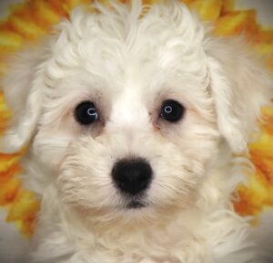 Petland Iowa City, Iowa Bichon Frise puppy available