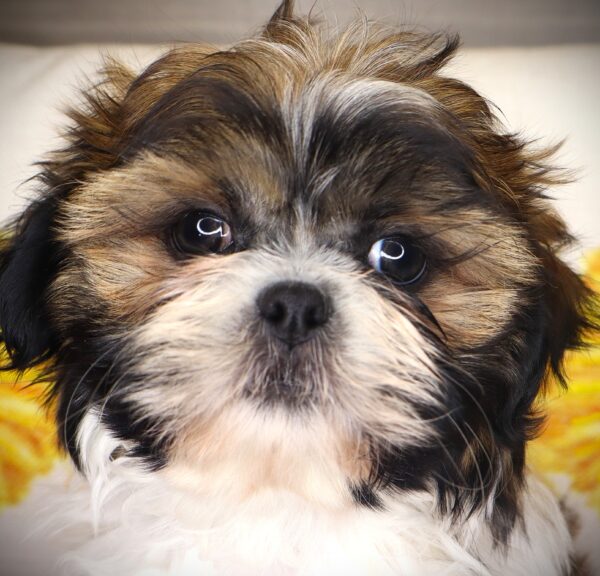 [#26656-03] Chewbarka - Brindle / White M Shih Tzu Puppies For Sale