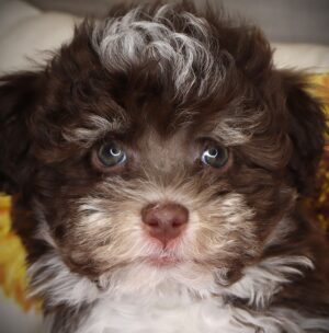 Petland Iowa City, Iowa Havanese puppy available
