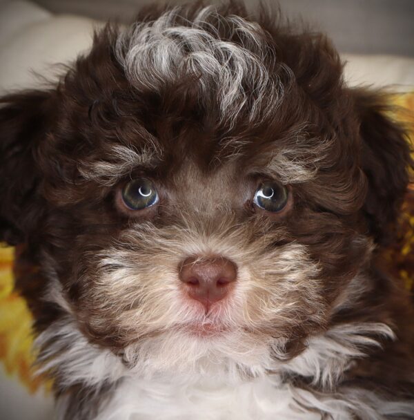 [#26661-02] Indiana Bones - Chocolate / White M Havanese Puppies For Sale