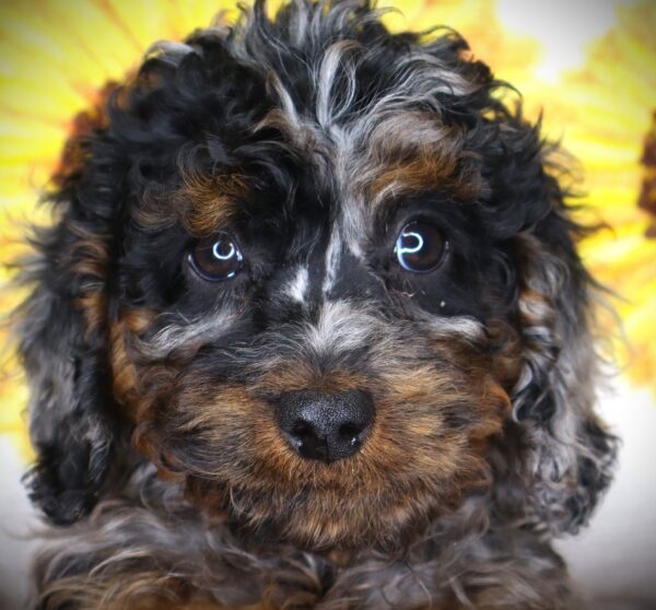 [#26720-07] Billie Howlish - Merle F Cavapoo Puppies For Sale