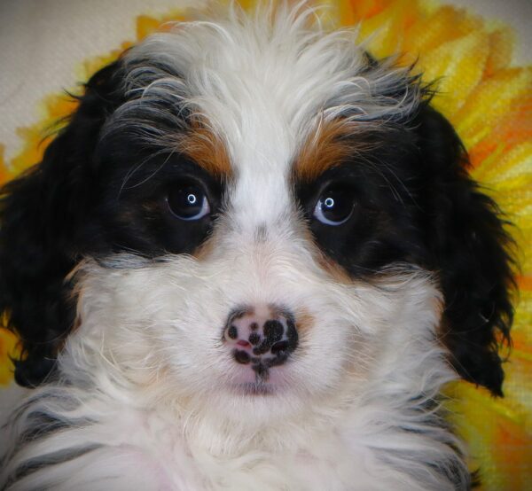 [#26705-05] Sarah Jessica Barker - Black F Bernedoodle Mini Puppies For Sale