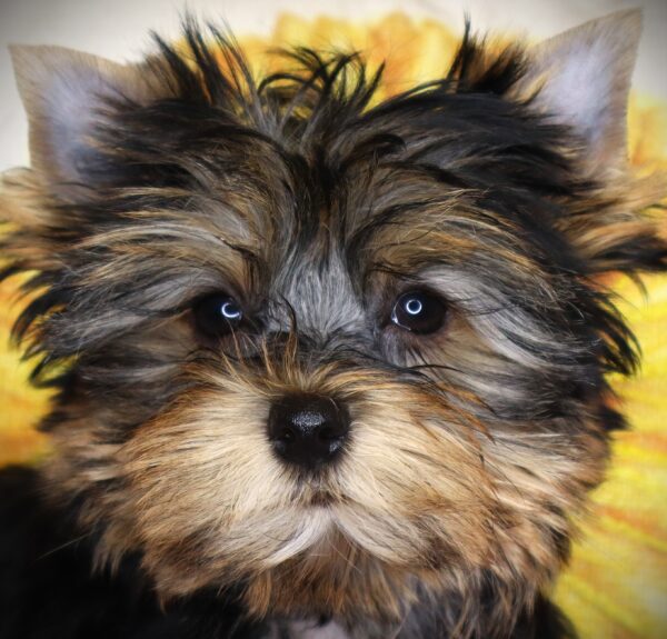 [#26536-02] Pup Tart - Black / Tan F Yorkshire Terrier Puppies For Sale