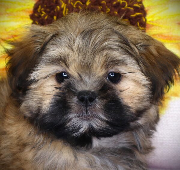 [#26709-03] Sniffany - Red Black / White F Malshi Puppies For Sale