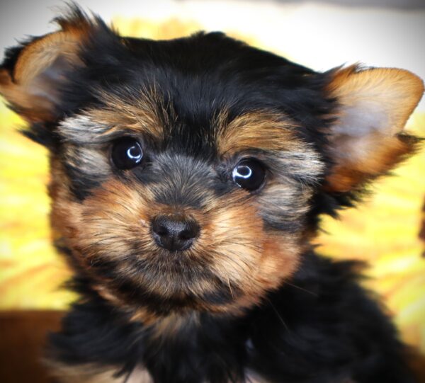 [#26672-01] Mary Puppins - Black / Tan F Yorkshire Terrier Puppies For Sale