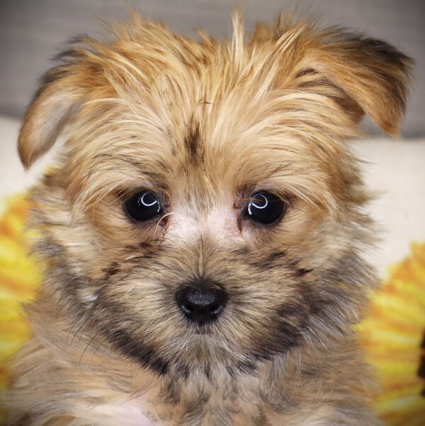 [#26739-03] Barka Steisand - Brown F Morkie Puppies For Sale