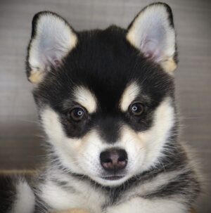 Petland Iowa City, Iowa Alaskan Klee Kai puppy available