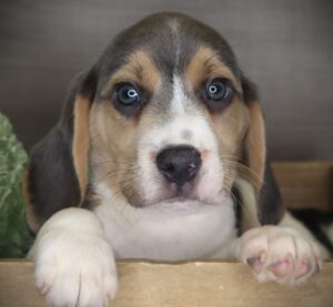 Petland Iowa City, Iowa Beagle puppy available